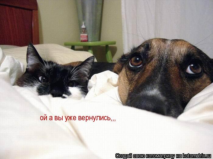 Котоматрица: ой а вы уже вернулись,,,
