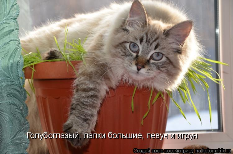 Котоматрица: Голубоглазый, лапки большие, певун и игрун