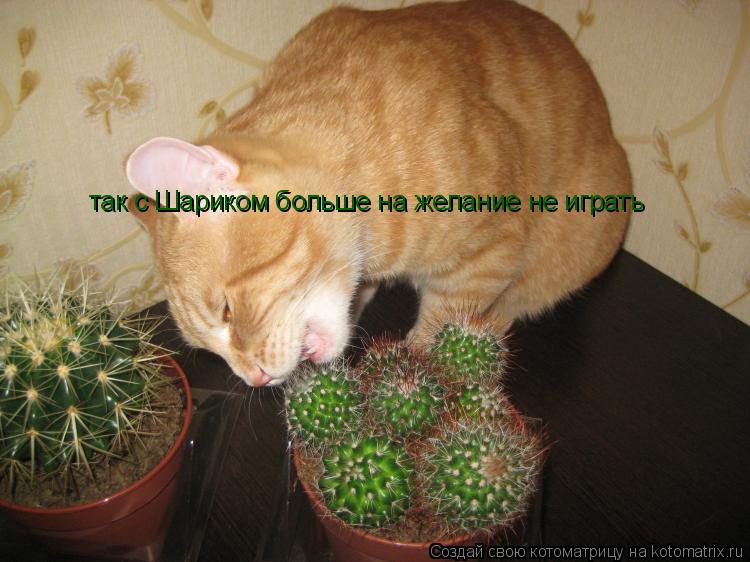Котоматрица: так с Шариком больше на желание не играть