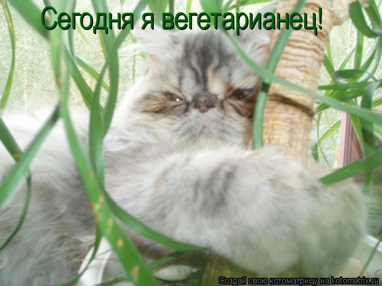 Котоматрица: Сегодня я вегетарианец!