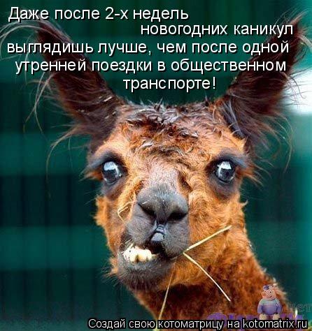 Даже после 2-х недель новогодних каникул выглядишь лучше, чем после одной утренней поездки в обществ... Котоматрица: Даже после 2-х недель новогодних каникул выглядишь лучше, чем после одной утренней поездки в общественном транспорте!