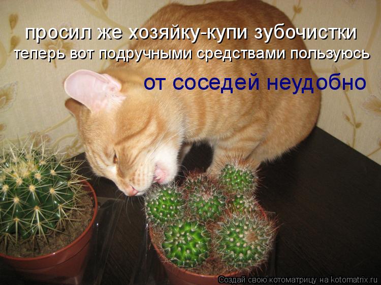 просил же хозяйку-купи зубочистки теперь вот подручными средствами пользуюсь от соседей неудобно... Котоматрица: просил же хозяйку-купи зубочистки теперь вот подручными средствами пользуюсь от соседей неудобно