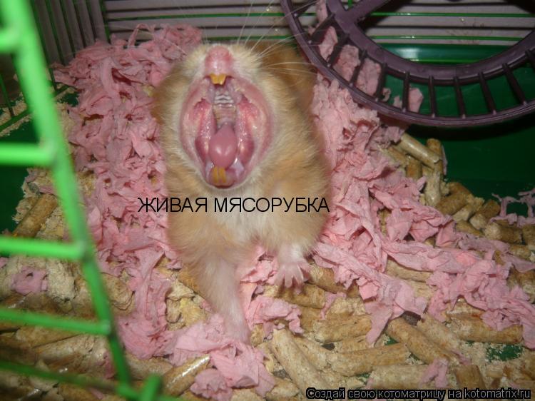 ЖИВАЯ МЯСОРУБКА... Котоматрица: ЖИВАЯ МЯСОРУБКА