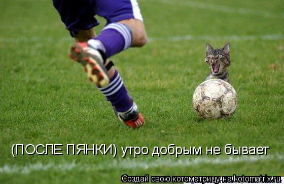 (ПОСЛЕ ПЯНКИ) утро добрым не бывает... Котоматрица: (ПОСЛЕ ПЯНКИ) утро добрым не бывает