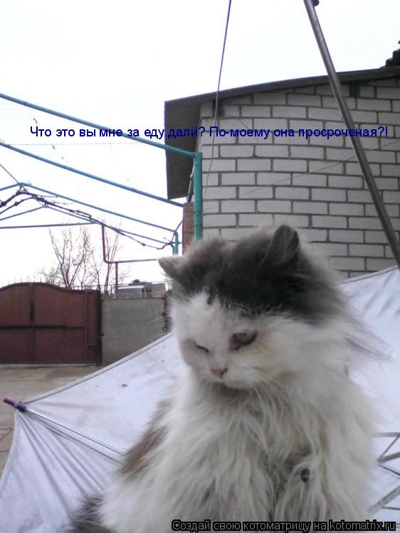 Что это вы мне за еду дали? По-моему она просроченая?!... Котоматрица: Что это вы мне за еду дали? По-моему она просроченая?!