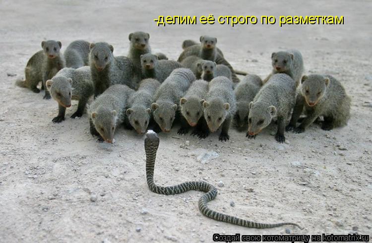 -делим её строго по разметкам... Котоматрица: -делим её строго по разметкам