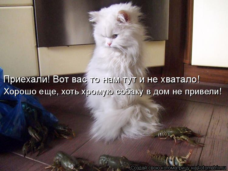 Приехали! Вот вас то нам тут и не хватало! Приехали! Вот вас то нам тут и не хватало! Хорошо еще, х... Котоматрица: Приехали! Вот вас то нам тут и не хватало! Приехали! Вот вас то нам тут и не хватало! Хорошо еще, хоть хромую собаку в дом не привели!