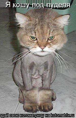 Я кошу под пуделя... Котоматрица: Я кошу под пуделя