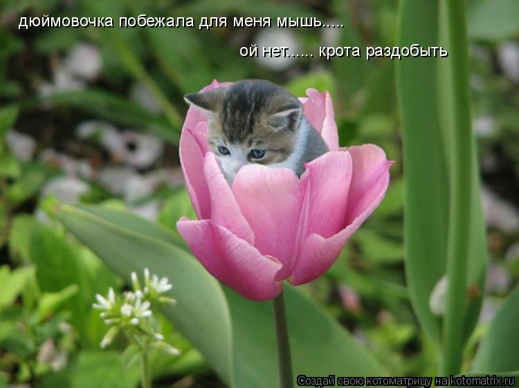 дюймовочка побежала для меня мышь..... ой нет...... крота раздобыть... Котоматрица: дюймовочка побежала для меня мышь..... ой нет...... крота раздобыть
