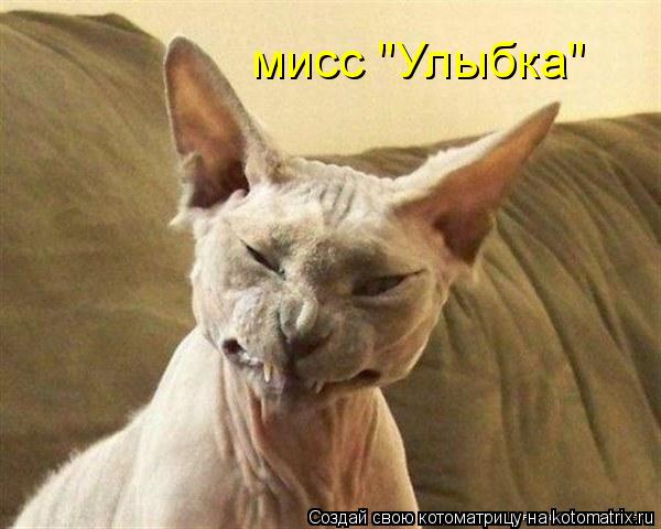 мисс "Улыбка"... Котоматрица: мисс "Улыбка"