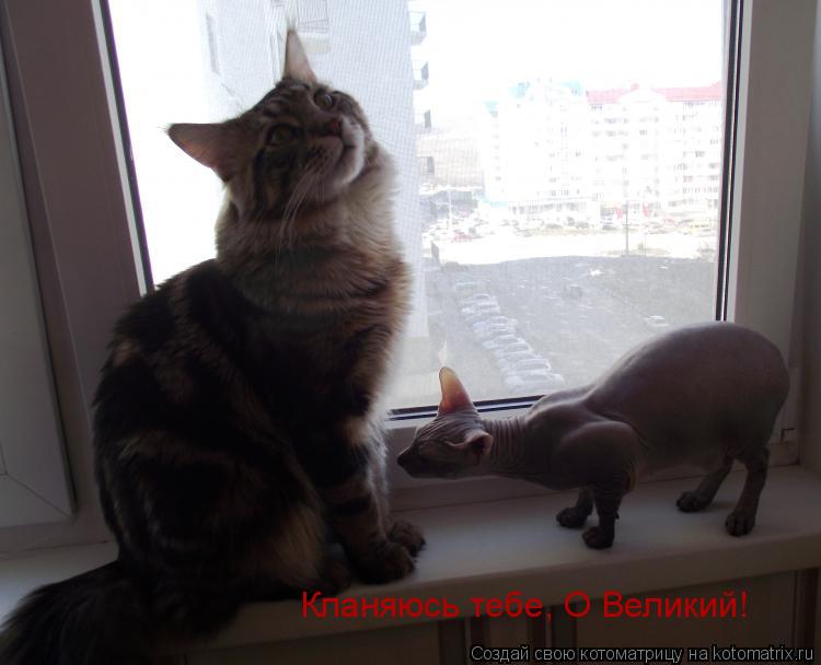 Кланяюсь тебе, О Великий!... Котоматрица: Кланяюсь тебе, О Великий!