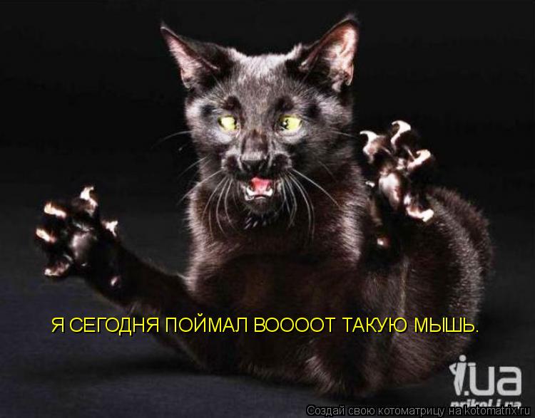Я СЕГОДНЯ ПОЙМАЛ ВООООТ ТАКУЮ МЫШЬ.... Котоматрица: Я СЕГОДНЯ ПОЙМАЛ ВООООТ ТАКУЮ МЫШЬ.