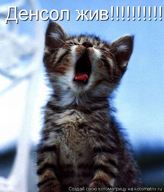 Денсол жив!!!!!!!!!!!!!!!!!!!... Котоматрица: Денсол жив!!!!!!!!!!!!!!!!!!!