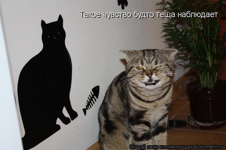 Такое чувство будто теща наблюдает... Котоматрица: Такое чувство будто теща наблюдает