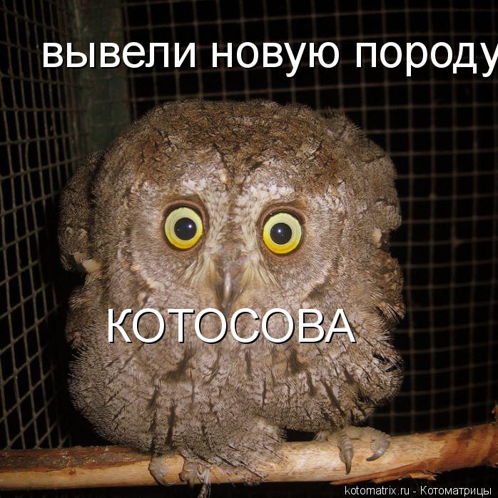 вывели новую породу КОТОСОВА... Котоматрица: вывели новую породу КОТОСОВА