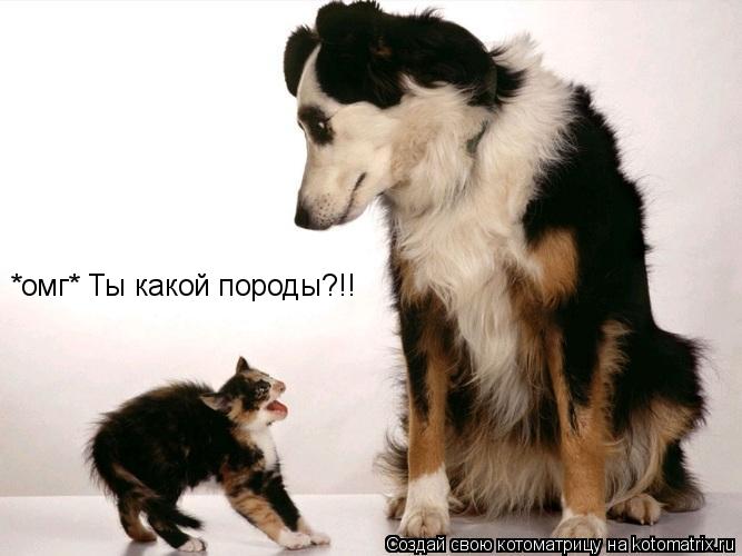 *омг* Ты какой породы?!!... Котоматрица: *омг* Ты какой породы?!!