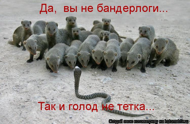 Да, вы не бандерлоги... Так и голод не тетка...... Котоматрица: Да, вы не бандерлоги... Так и голод не тетка...