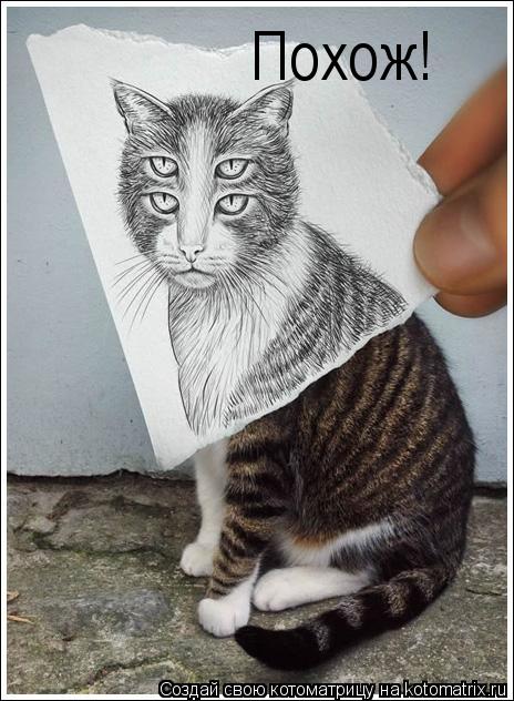 Похож!... Котоматрица: Похож!