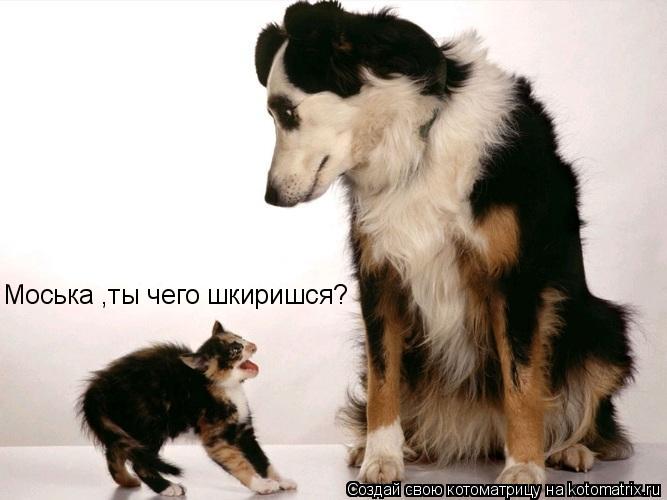 Моська ,ты чего шкиришся?... Котоматрица: Моська ,ты чего шкиришся?