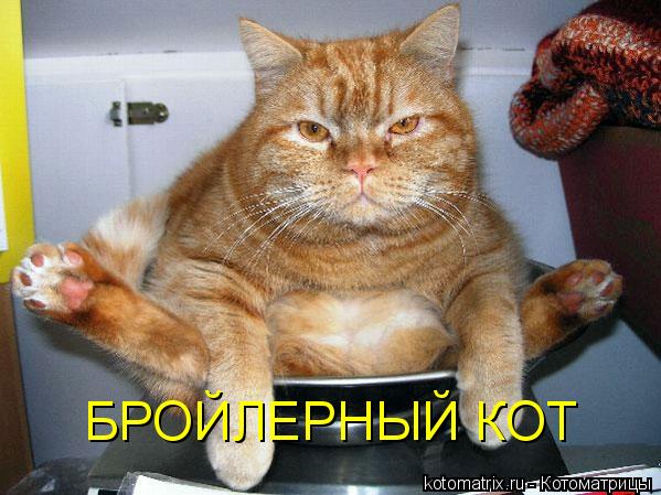БРОЙЛЕРНЫЙ КОТ... Котоматрица: БРОЙЛЕРНЫЙ КОТ