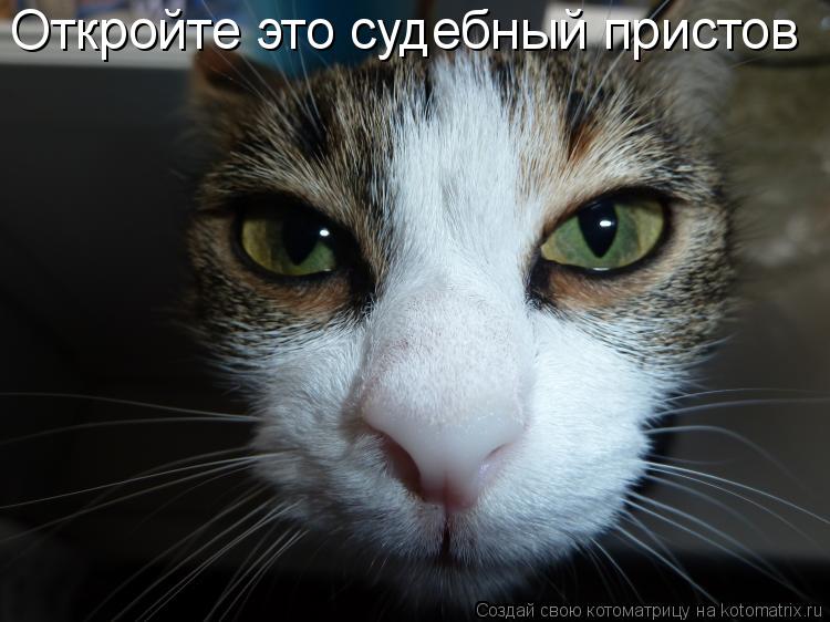 Откройте это судебный пристов... Котоматрица: Откройте это судебный пристов