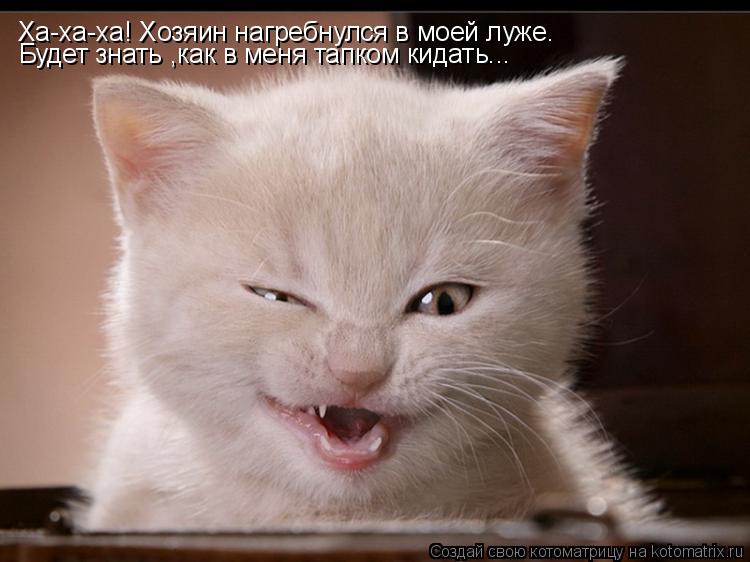 Ха-ха-ха! Хозяин нагребнулся в моей луже. Будет знать ,как в меня тапком кидать...... Котоматрица: Ха-ха-ха! Хозяин нагребнулся в моей луже. Будет знать ,как в меня тапком кидать...