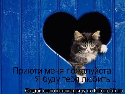 Приюти меня пожалуйста Я буду тебя любить...... Котоматрица: Приюти меня пожалуйста Я буду тебя любить...