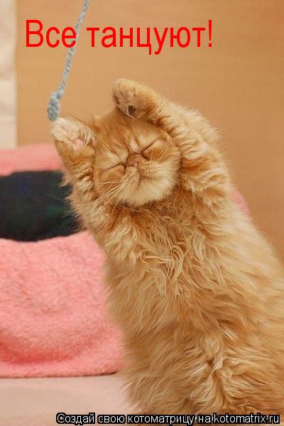 Все танцуют!... Котоматрица: Все танцуют!