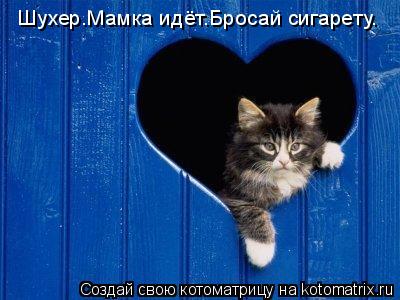 Шухер.Мамка идёт.Бросай сигарету.... Котоматрица: Шухер.Мамка идёт.Бросай сигарету.