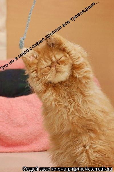 Это не я мясо сожрал,кролики все травоядные...... Котоматрица: Это не я мясо сожрал,кролики все травоядные...