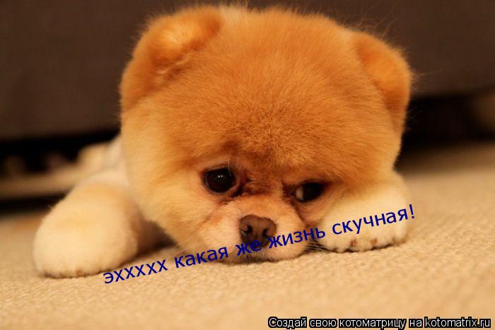 эххххх какая же жизнь скучная!... Котоматрица: эххххх какая же жизнь скучная!