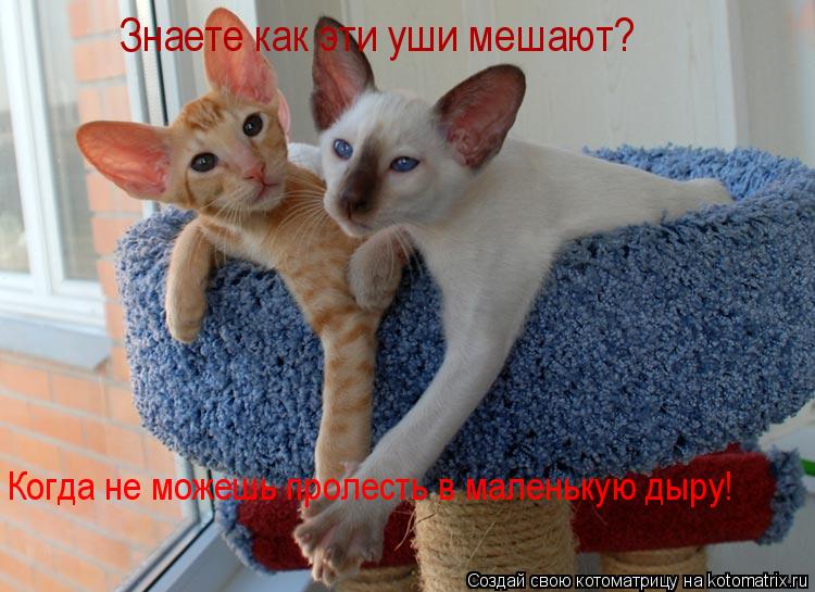 Знаете как эти уши мешают? Когда не можешь пролесть в маленькую дыру!... Котоматрица: Знаете как эти уши мешают? Когда не можешь пролесть в маленькую дыру!