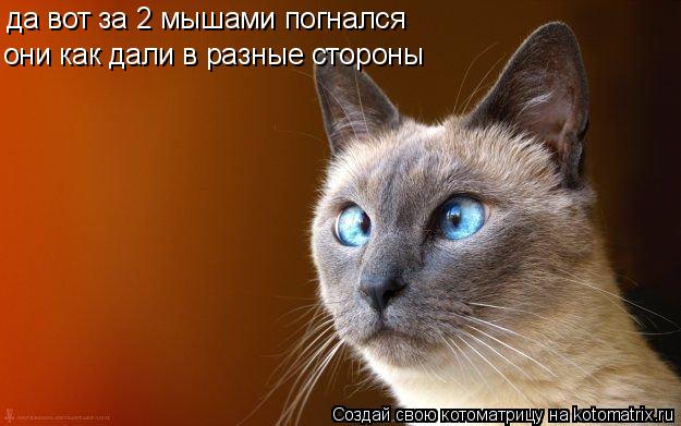 да вот за 2 мышами погнался они как дали в разные стороны... Котоматрица: да вот за 2 мышами погнался они как дали в разные стороны