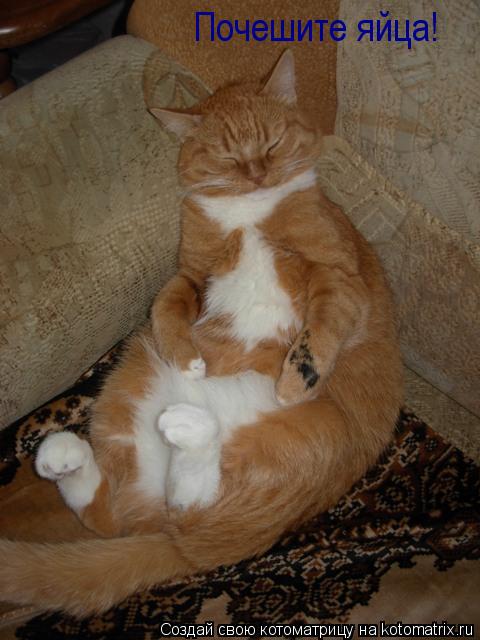 Почешите яйца!... Котоматрица: Почешите яйца!