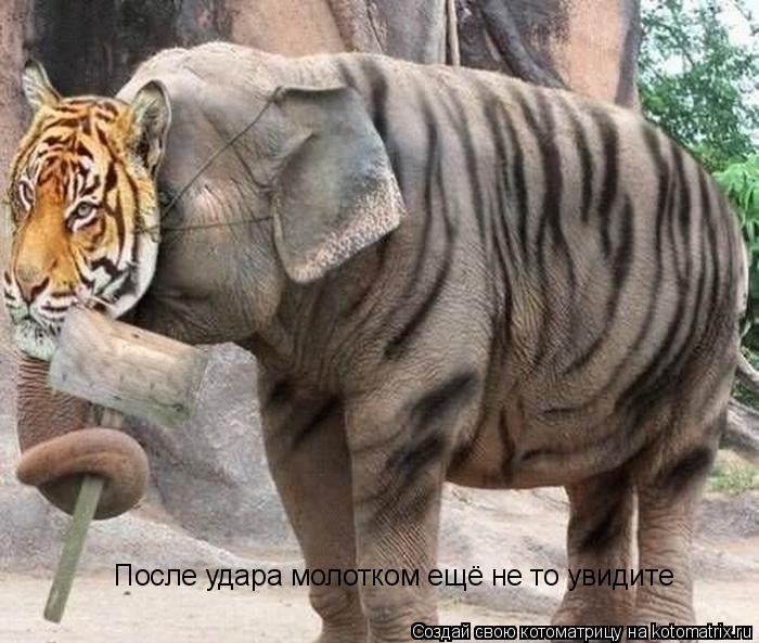 После удара молотком ещё не то увидите... Котоматрица: После удара молотком ещё не то увидите