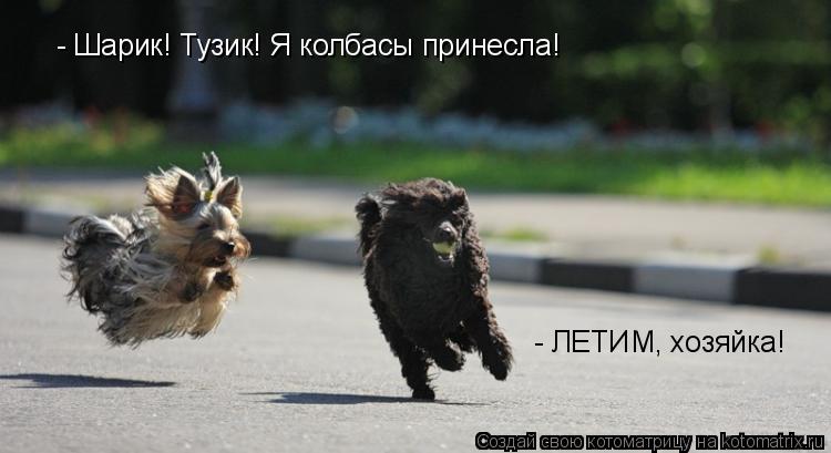 - Шарик! Тузик! Я колбасы принесла! - ЛЕТИМ, хозяйка!... Котоматрица: - Шарик! Тузик! Я колбасы принесла! - ЛЕТИМ, хозяйка!