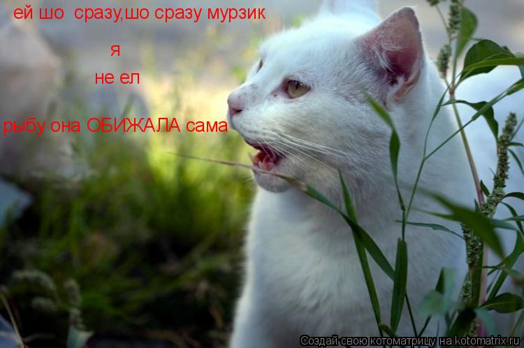 ей шо сразу,шо сразу мурзик я не ел рыбу она ОБИЖАЛА сама... Котоматрица: ей шо сразу,шо сразу мурзик я не ел рыбу она ОБИЖАЛА сама