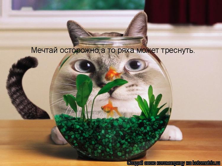 Мечтай осторожно,а то ряха может треснуть.... Котоматрица: Мечтай осторожно,а то ряха может треснуть.