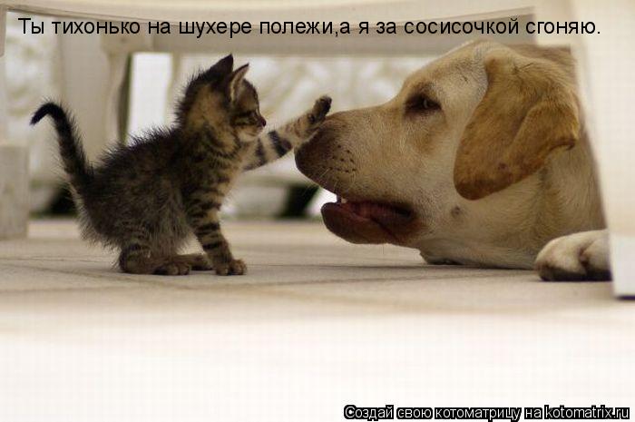 Ты тихонько на шухере полежи,а я за сосисочкой сгоняю.... Котоматрица: Ты тихонько на шухере полежи,а я за сосисочкой сгоняю.