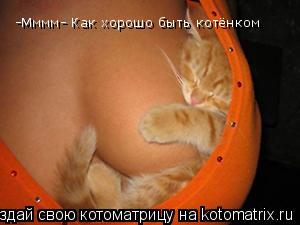 -Мммм- Как хорошо быть котёнком... Котоматрица: -Мммм- Как хорошо быть котёнком