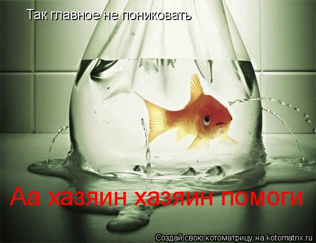 Так главное не пониковать Аа хазяин хазяин помоги... Котоматрица: Так главное не пониковать Аа хазяин хазяин помоги