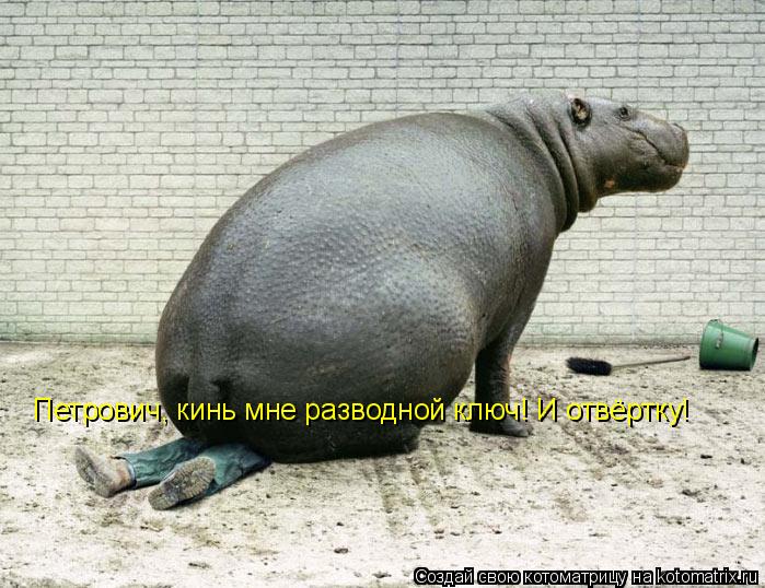 Петрович, кинь мне разводной ключ! И отвёртку!... Котоматрица: Петрович, кинь мне разводной ключ! И отвёртку!