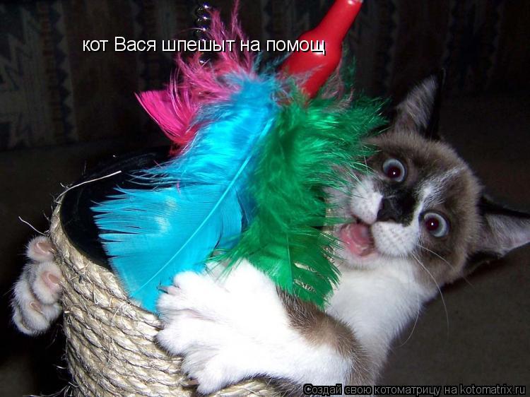 кот Вася шпешыт на помощ... Котоматрица: кот Вася шпешыт на помощ