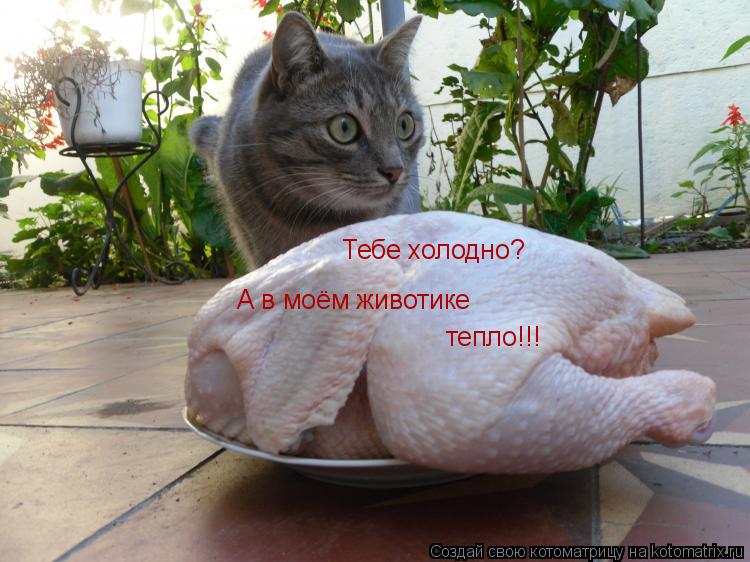 Тебе холодно? А в моём животике тепло!!!... Котоматрица: Тебе холодно? А в моём животике тепло!!!