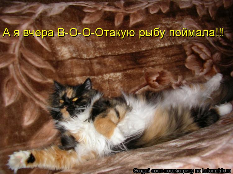 А я вчера В-О-О-Отакую рыбу поймала!!!... Котоматрица: А я вчера В-О-О-Отакую рыбу поймала!!!