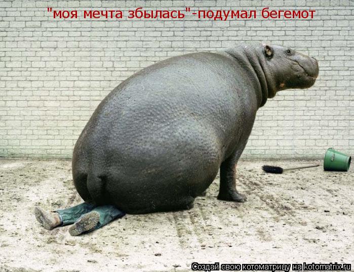 "моя мечта збылась"-подумал бегемот... Котоматрица: "моя мечта збылась"-подумал бегемот