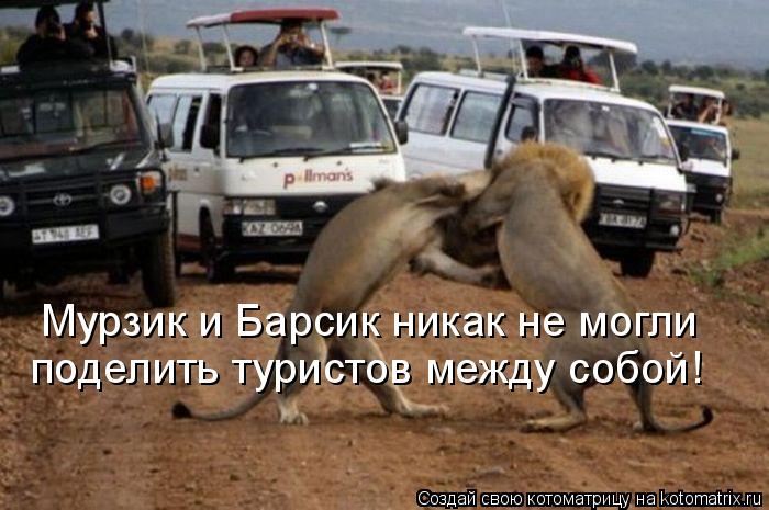 Мурзик и Барсик никак не могли поделить туристов между собой!... Котоматрица: Мурзик и Барсик никак не могли поделить туристов между собой!