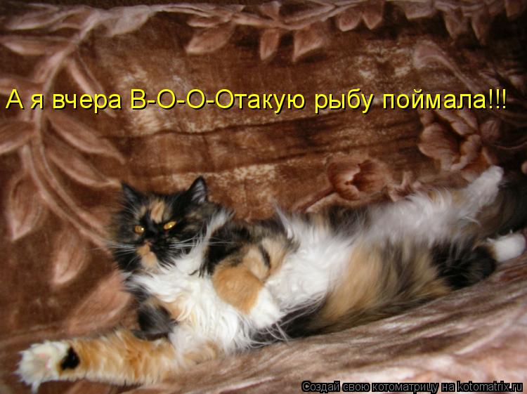 А я вчера В-О-О-Отакую рыбу поймала!!!... Котоматрица: А я вчера В-О-О-Отакую рыбу поймала!!!
