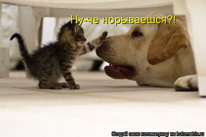Ну-че норываешся?! Ну ктотут зверь теперь А-А-А-А!.!.!!... Котоматрица: Ну-че норываешся?! Ну ктотут зверь теперь А-А-А-А!.!.!!