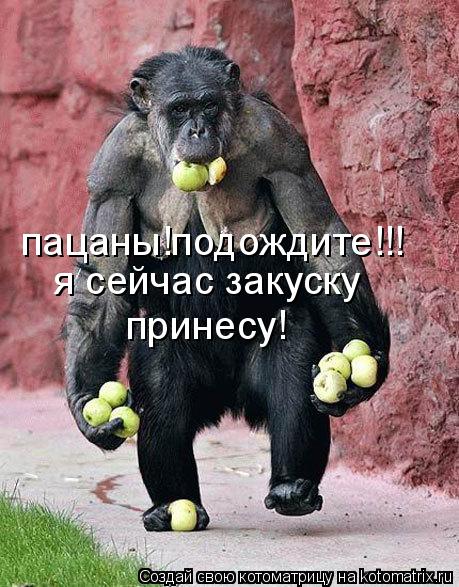 я сейчас закуску принесу! пацаны!подождите!!!... Котоматрица: я сейчас закуску принесу! пацаны!подождите!!!